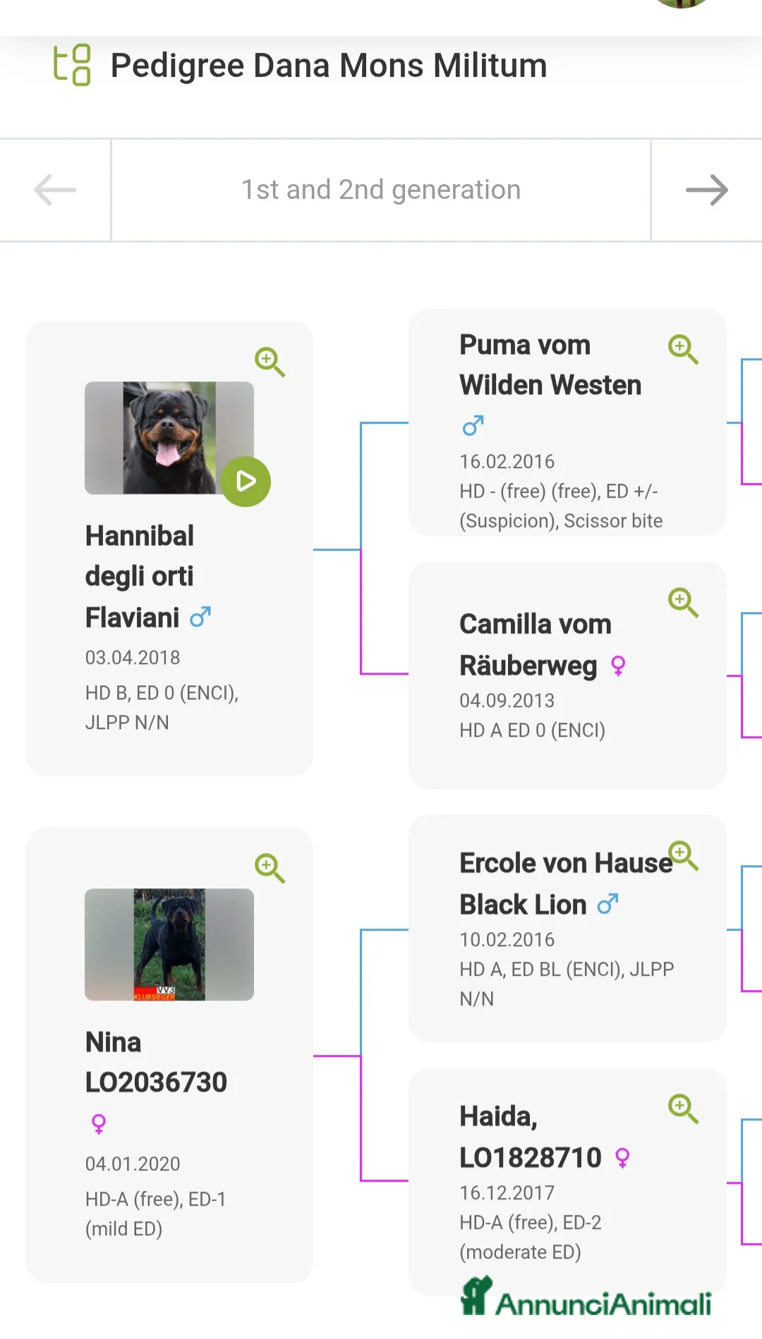 Rottweiler cani in vendita: Disponibile maschio rottweiler - Annuncio 6