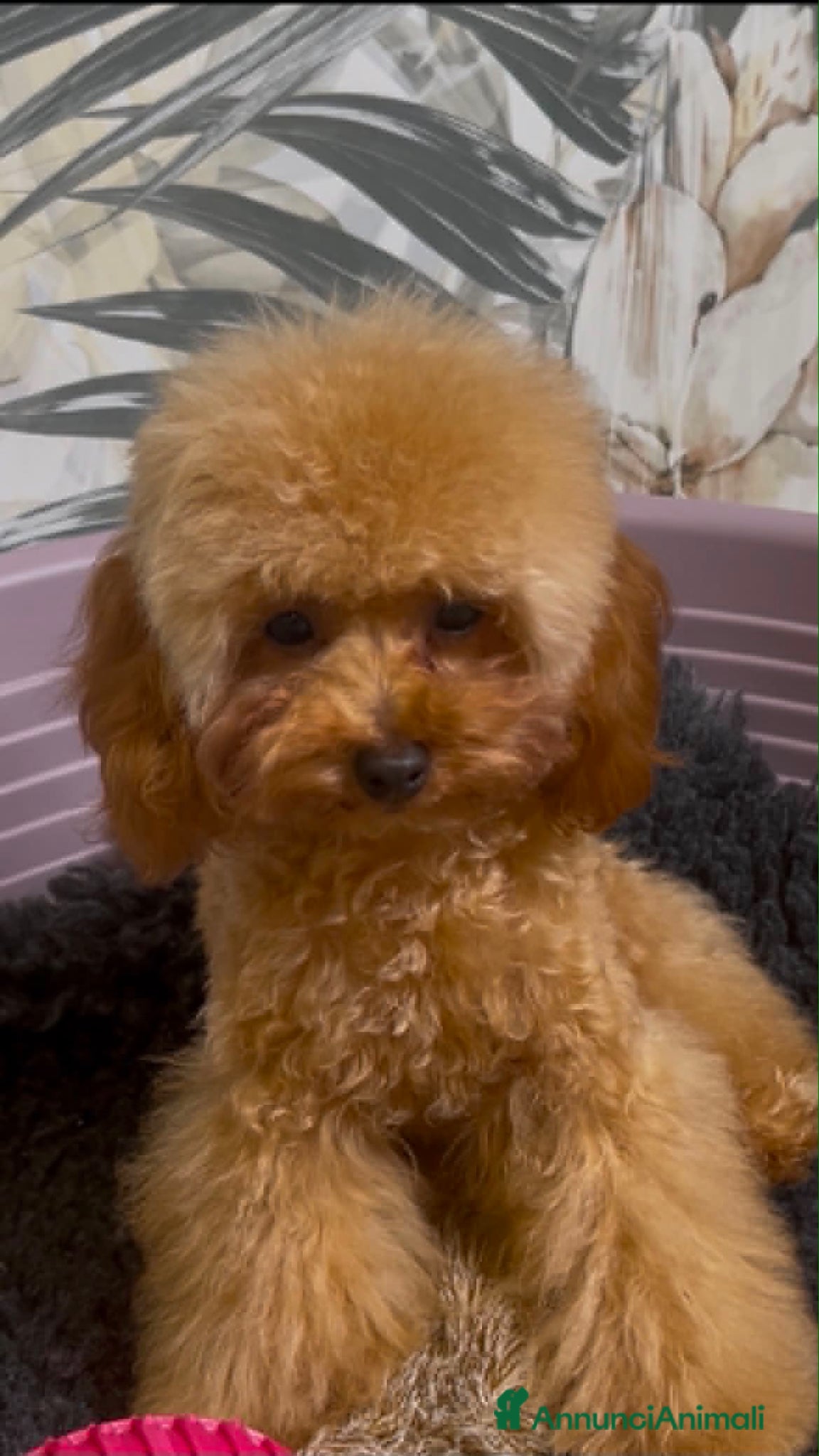 Barboncino Toy cani in vendita: Cuccioli barboncino toy e mini toy  a Provincia di Brescia - Annuncio 7