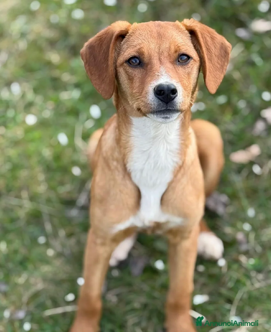 Meticcio cani in regalo: NATALIE, cucciola DOLCISSIMA! Tg medio piccola - Annuncio 1