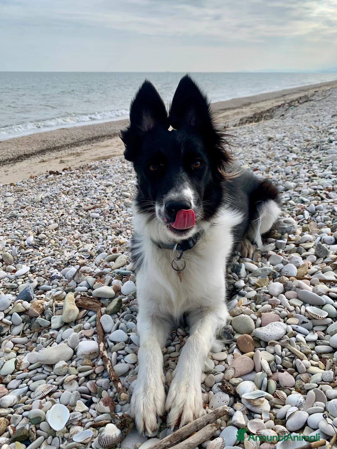 Border Collie cani per accoppiamento: Yuma cerca un fidanzato - Annuncio 8