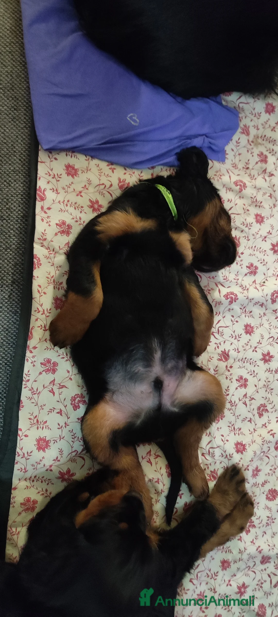 Setter Gordon cani in vendita: Setter Gordon  - Annuncio 14