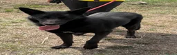 Meticcio cani in regalo: Alex  a Provincia di Gorizia - Annuncio 2
