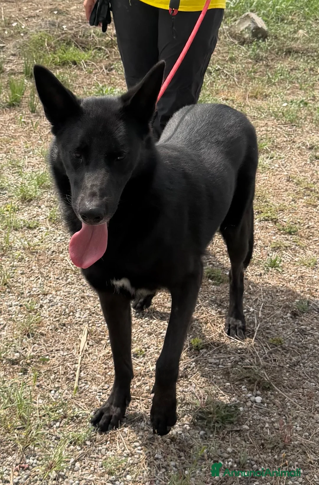 Meticcio cani in regalo: Alex  a Provincia di Gorizia - Annuncio 2