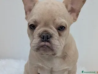 Bulldog Francese cani Bulldog francesi cuccioli crema - Annuncio 27