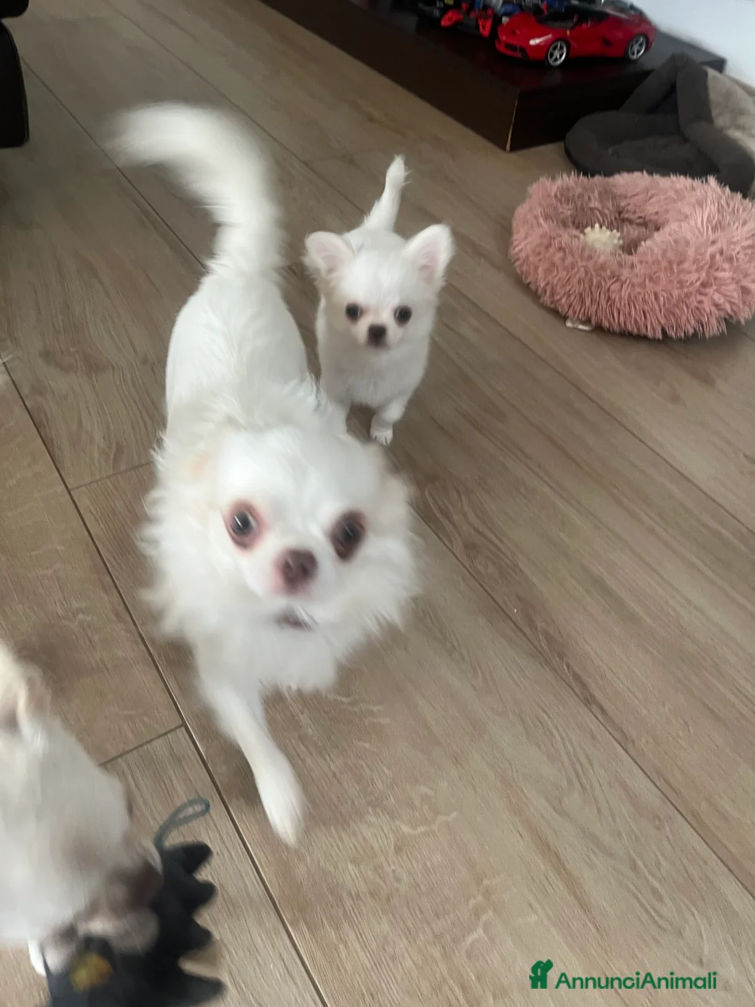 Chihuahua cani in vendita: Chihuahua con pedigree  - Annuncio 8