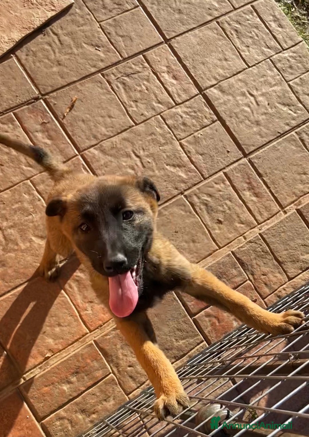 Pastore Belga cani in vendita: Cuccioli pastore belga Malinois  - Annuncio 3