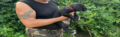 Cane Corso collare rosso