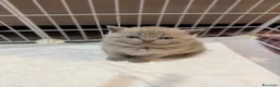 British gatti in vendita: Cuccioli British/Scottish a Città Metropolitana di Torino - Annuncio 5