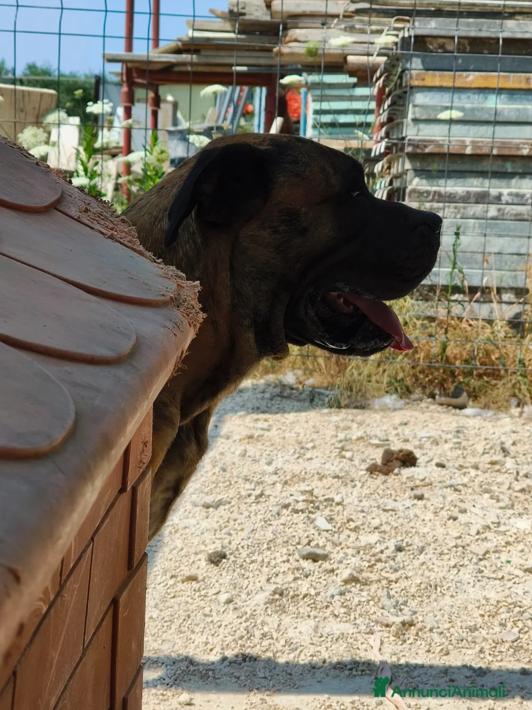 Cane Corso cani in regalo: Kira e Zeus, due anime buone in cerca di casa - Annuncio 3