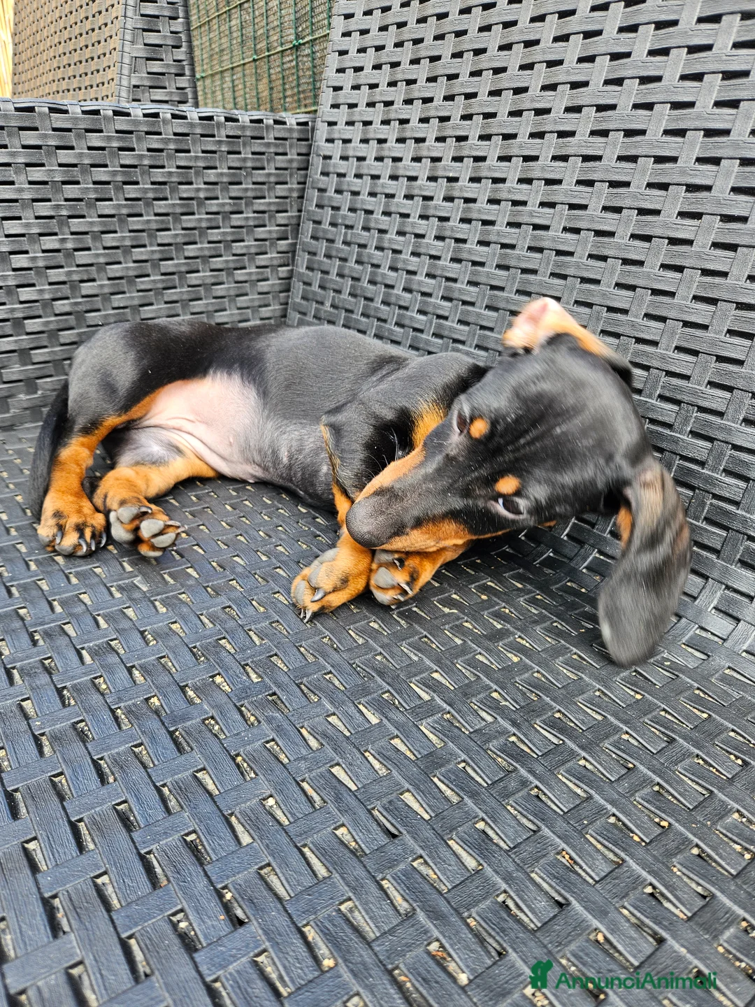 Bassotto cani in vendita: Bassotto nano - Annuncio 3