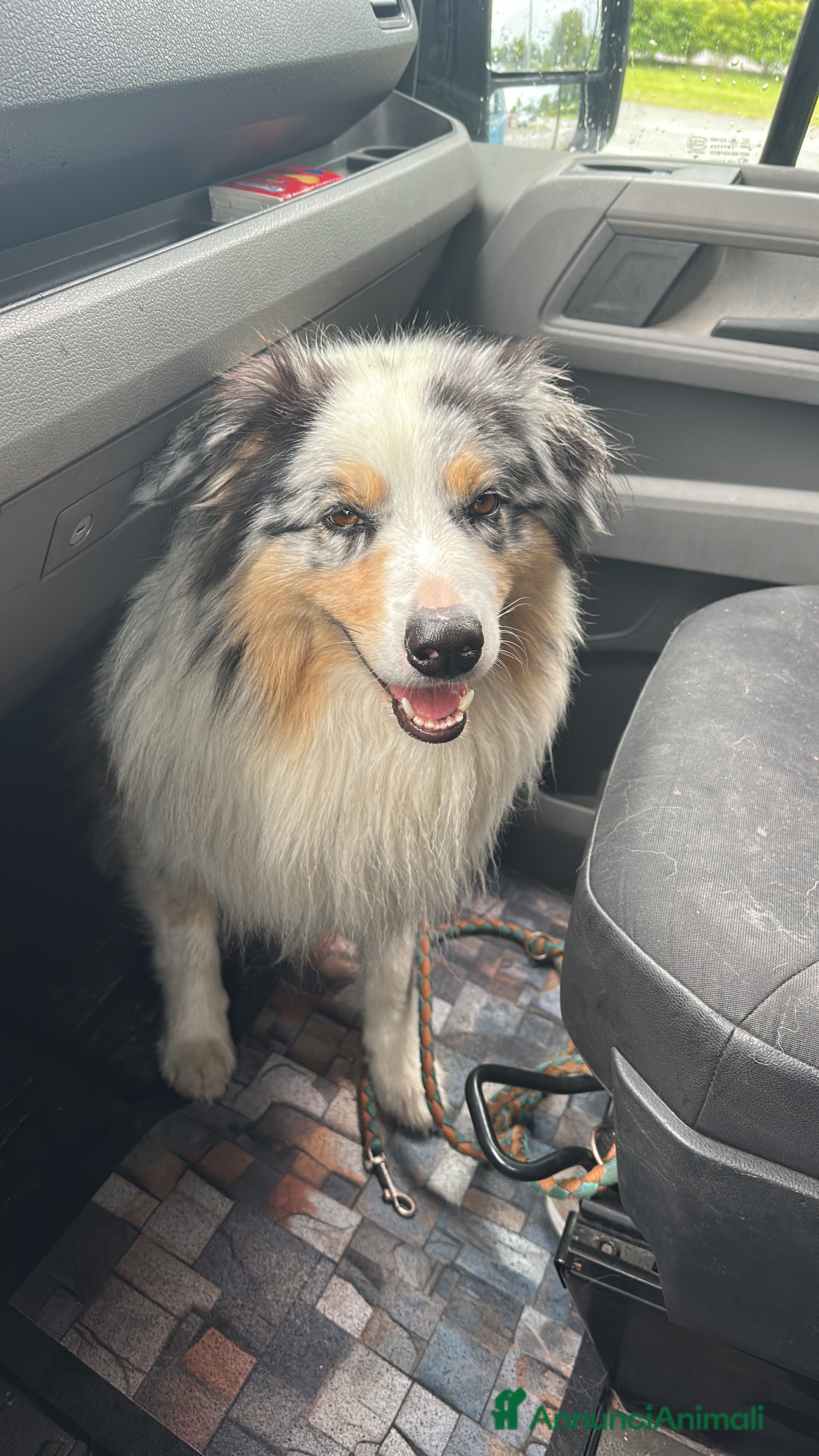 Australian Shepherd cani Australian Sheperd Blu merle con pedigree. - Annuncio 2