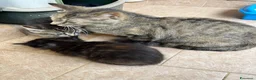 Meticcio gatti in regalo: Regalo un gattino a pelo lungo maschio  - Annuncio 5