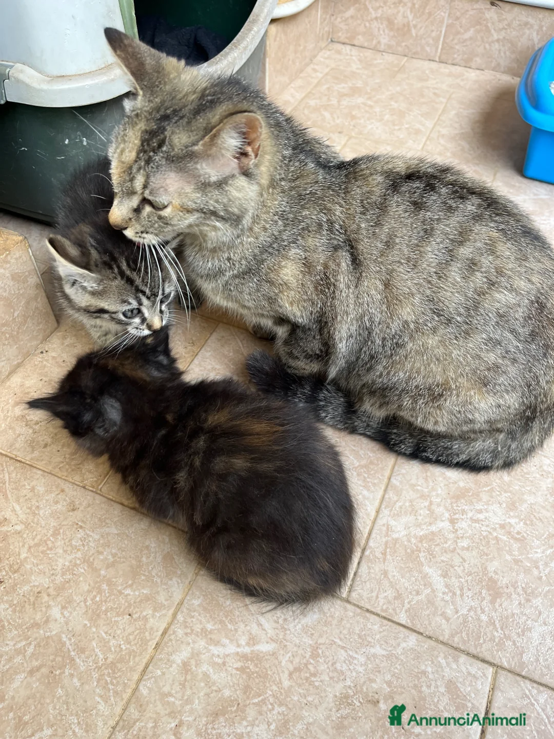 Meticcio gatti in regalo: Regalo un gattino a pelo lungo maschio  - Annuncio 5