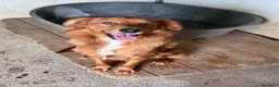 Meticcio cani in regalo: Zito cucciolotto in canile  - Annuncio 4
