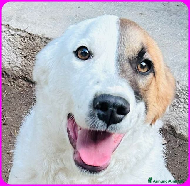 Meticcio cani MASCHERINA giovane simil jack russel - Annuncio 37