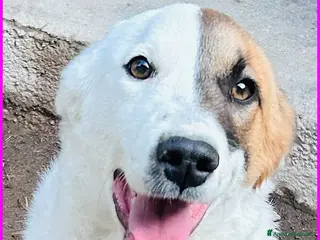 Meticcio cani MASCHERINA giovane simil jack russel - Annuncio 37