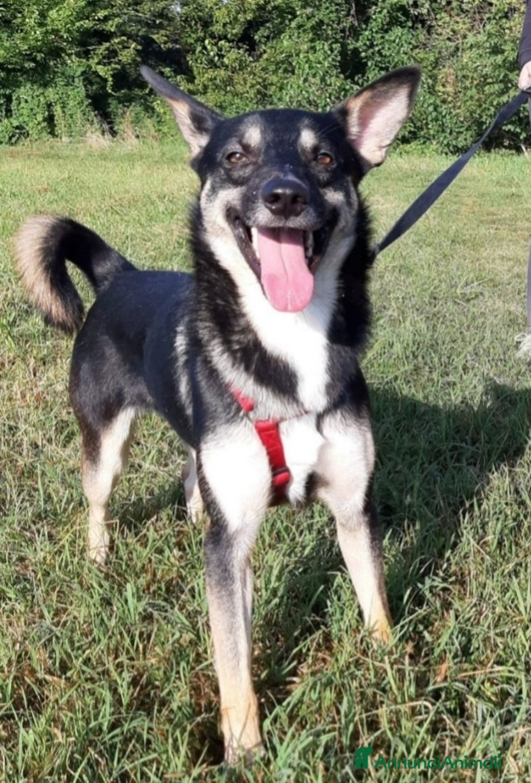 Meticcio cani in regalo: Pastorino adulto magnifico salvato al sud MILANO a Città metropolitana di Milano - Annuncio 3