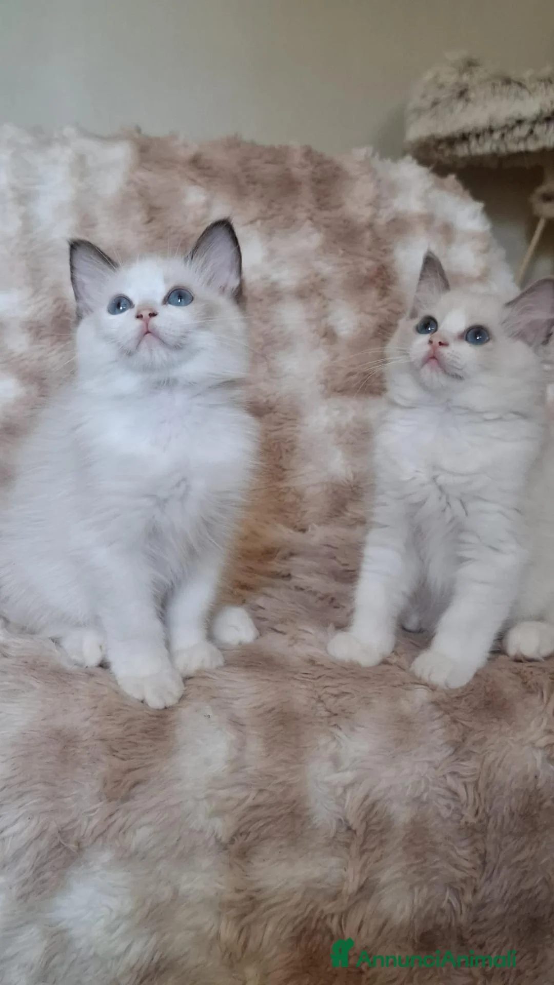 Ragdoll gatti in vendita: Ragdoll con Pedigree  - Annuncio 15