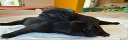 Bulldog Francese cani in vendita: bulldog francese  - Annuncio 8