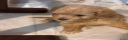 Maltipoo cani in vendita: Cuccioli di Maltipoo - Annuncio 7