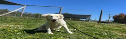 Meticcio cani in regalo: MARY ABBANDONATA COME SPAZZATURA HA BISOGNO DI TE - Annuncio 3