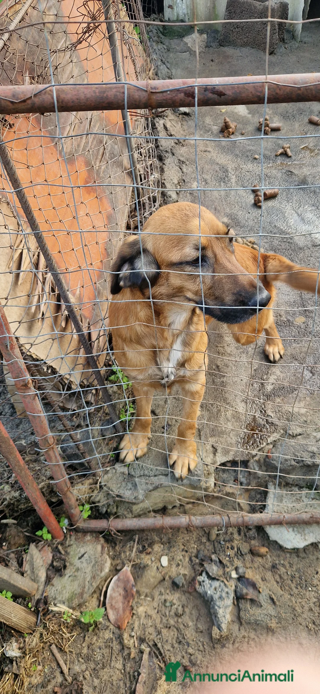 Pastore Tedesco cani in regalo: Cane pastore tedesco incrocio cocher - Annuncio 4