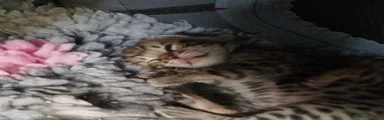 Bengala 1