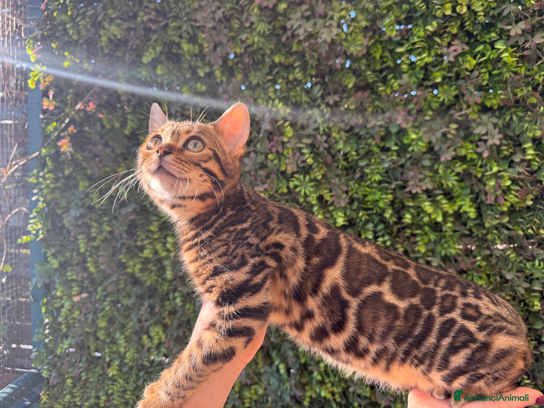 Bengala gatti in vendita: Gattina bengala brown spotted tabby  - Annuncio 16