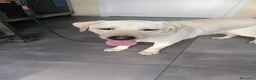 Labrador cani in regalo: Teodoro, Labrador in Canile - Annuncio 6
