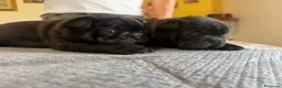 Bulldog Francese cani in vendita: bulldog francese bull dog animali - Annuncio 20