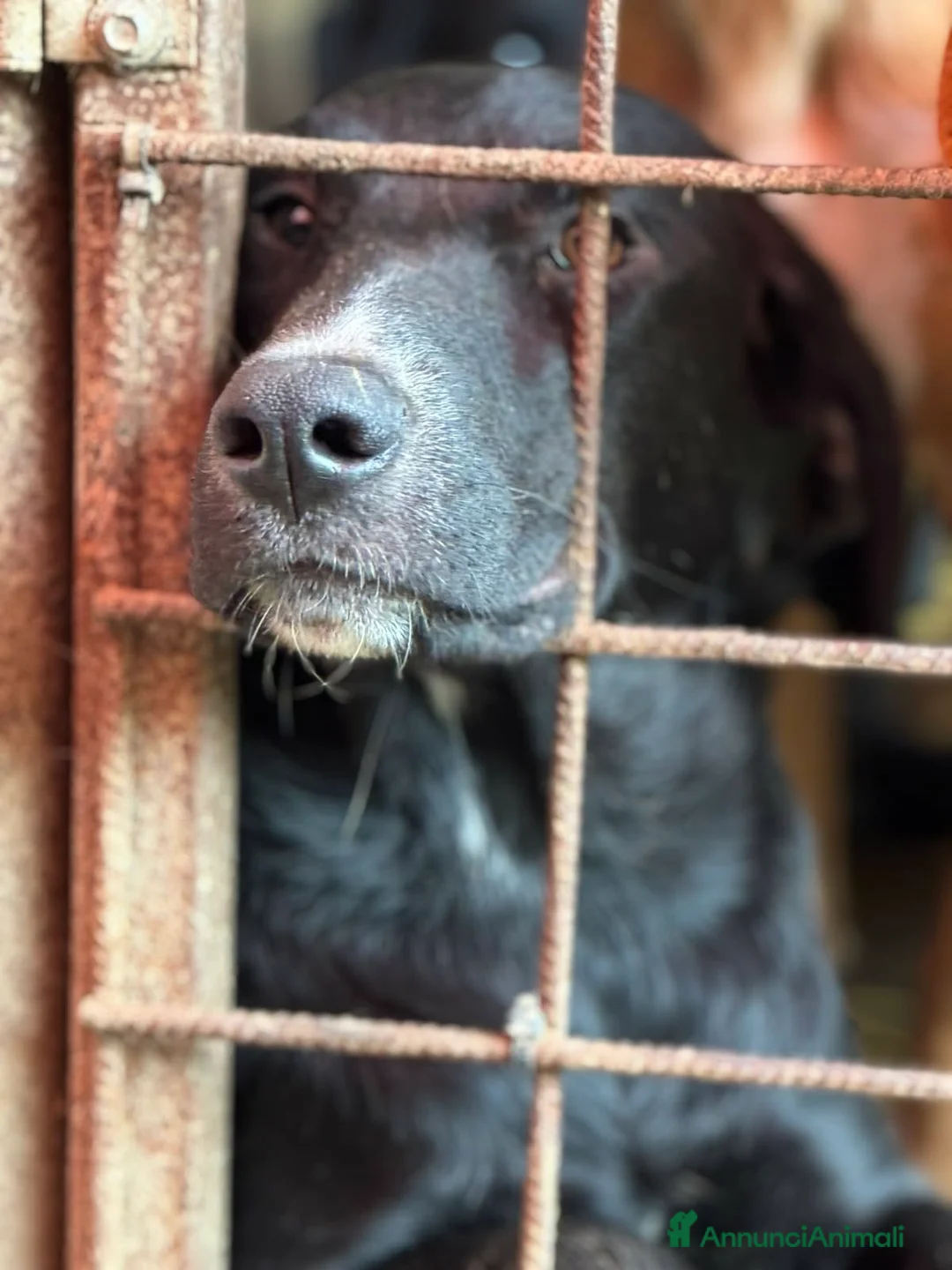 Meticcio cani in regalo: NINA & TINA, sorelline speciali! - Annuncio 2