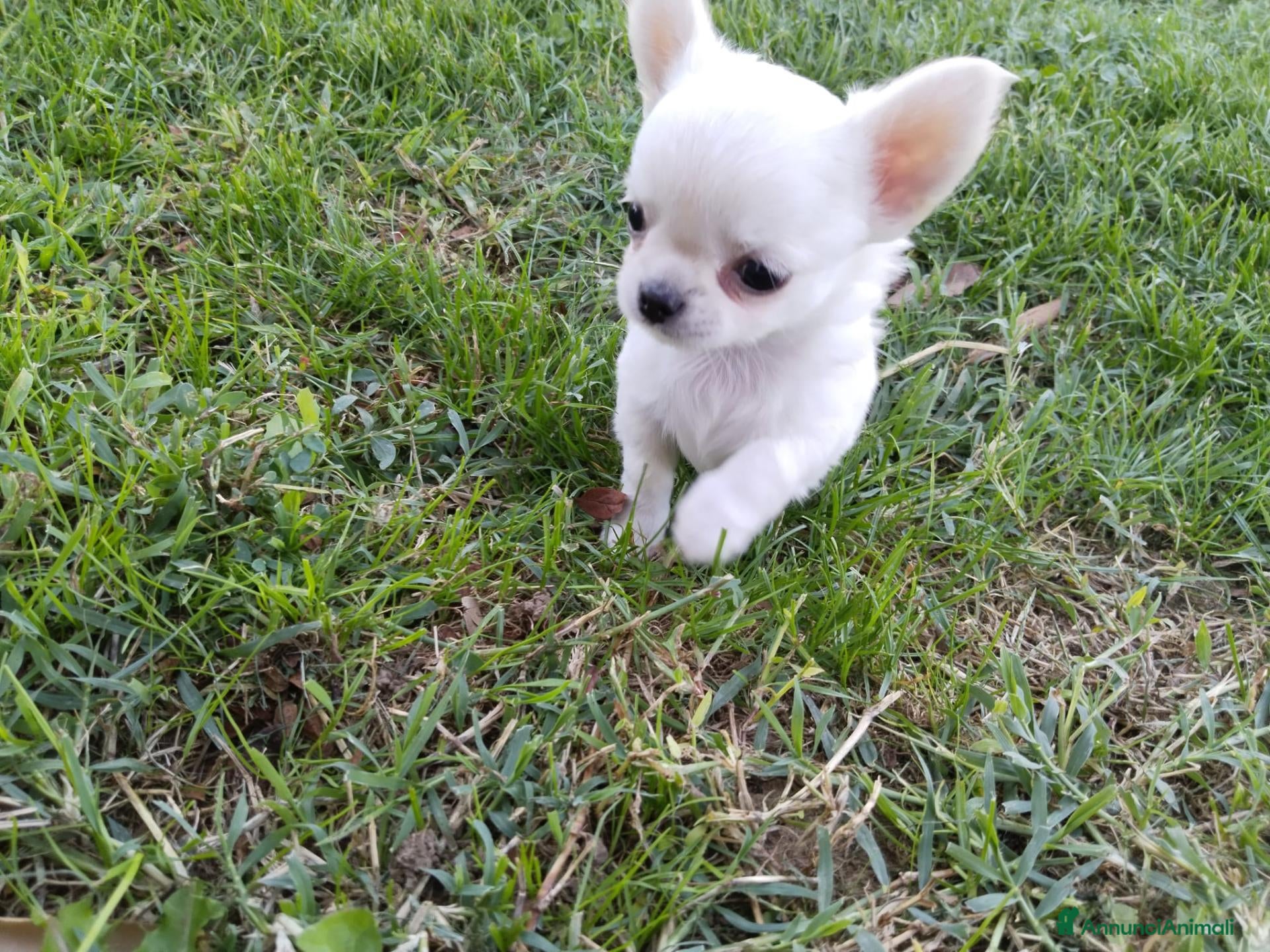 Chihuahua cani Chihuahua maschi - Annuncio 2