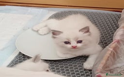 Ragdoll gatti in vendita: Cuccioli Ragdoll di Alta Genealogia a Città metropolitana di Milano - Immagine 8