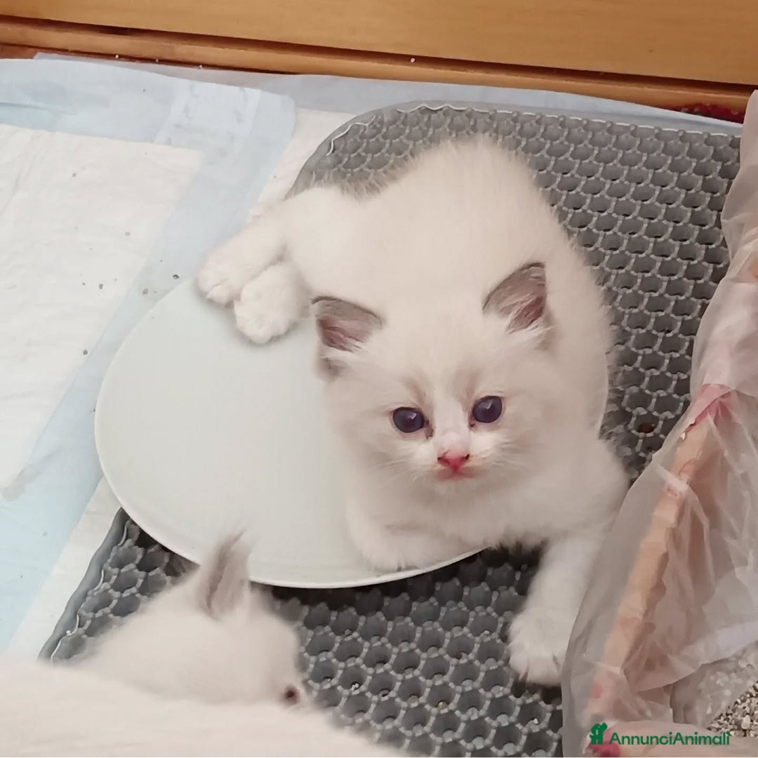 Ragdoll gatti in vendita: Cuccioli Ragdoll di Alta Genealogia a Città metropolitana di Milano - Immagine 8