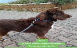 Meticcio cani in regalo: Ciro 2anni pelo fulvo occhi chiari MESSINA SOS a Città metropolitana di Milano - Immagine 1