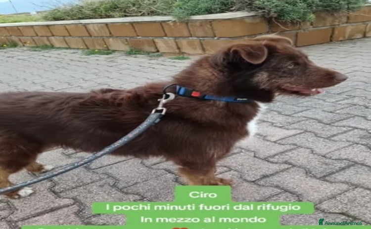 Meticcio cani a Città metropolitana di Milano - Annuncio 15