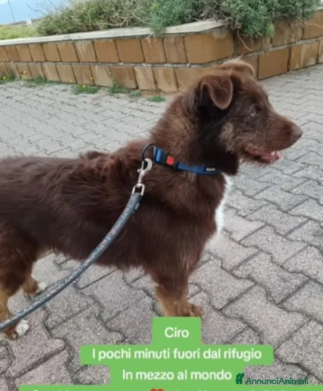 Meticcio cani in regalo: Ciro 2anni pelo fulvo occhi chiari MESSINA SOS a Città metropolitana di Milano - Annuncio 1