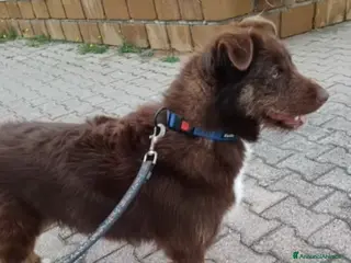 Meticcio cani Ciro 2anni pelo fulvo occhi chiari MESSINA SOS a Città metropolitana di Milano - Annuncio 5