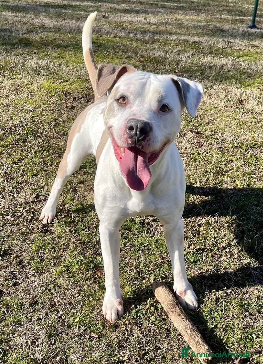 Meticcio cani in regalo: MAMBO PIT - Annuncio 11