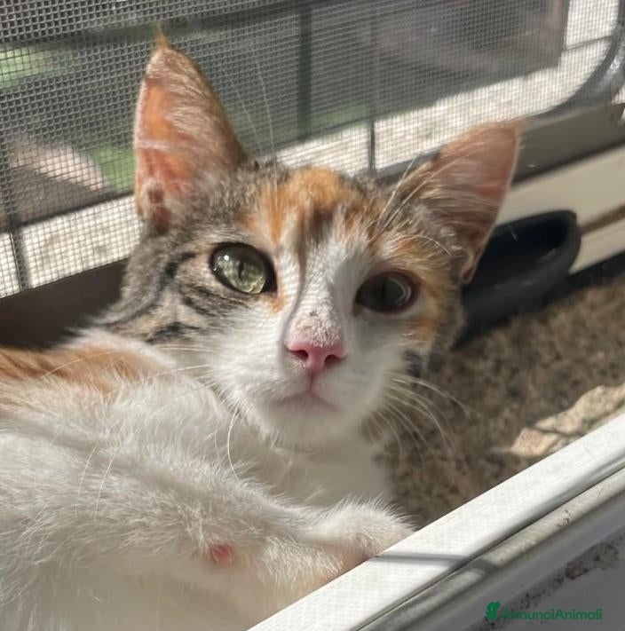 Europeo gatti gattina tricolore - Annuncio 1