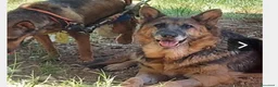 Meticcio cani in regalo: Pastore femmina docile mollata anziana.Lomba a Milano - Annuncio 3