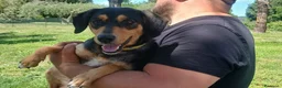 Meticcio cani in regalo: LULU' TRADITA DA CHI PIU' AMAVA, IN ADOZIONE - Annuncio 2