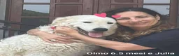 Pastore Abbruzzese Maremmano cani in vendita: Cuccioli di pastore Abruzzese Maremmano  - Annuncio 5
