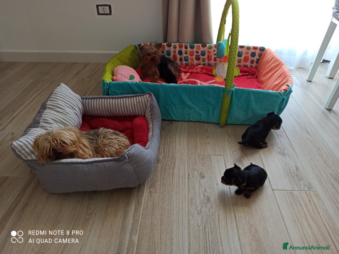 Yorkshire cani in vendita: Yorkshire toy - Annuncio 9