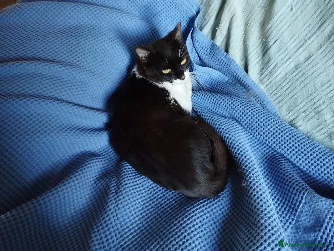 Altre razze gatti in regalo: Splendida lilly - Annuncio 6