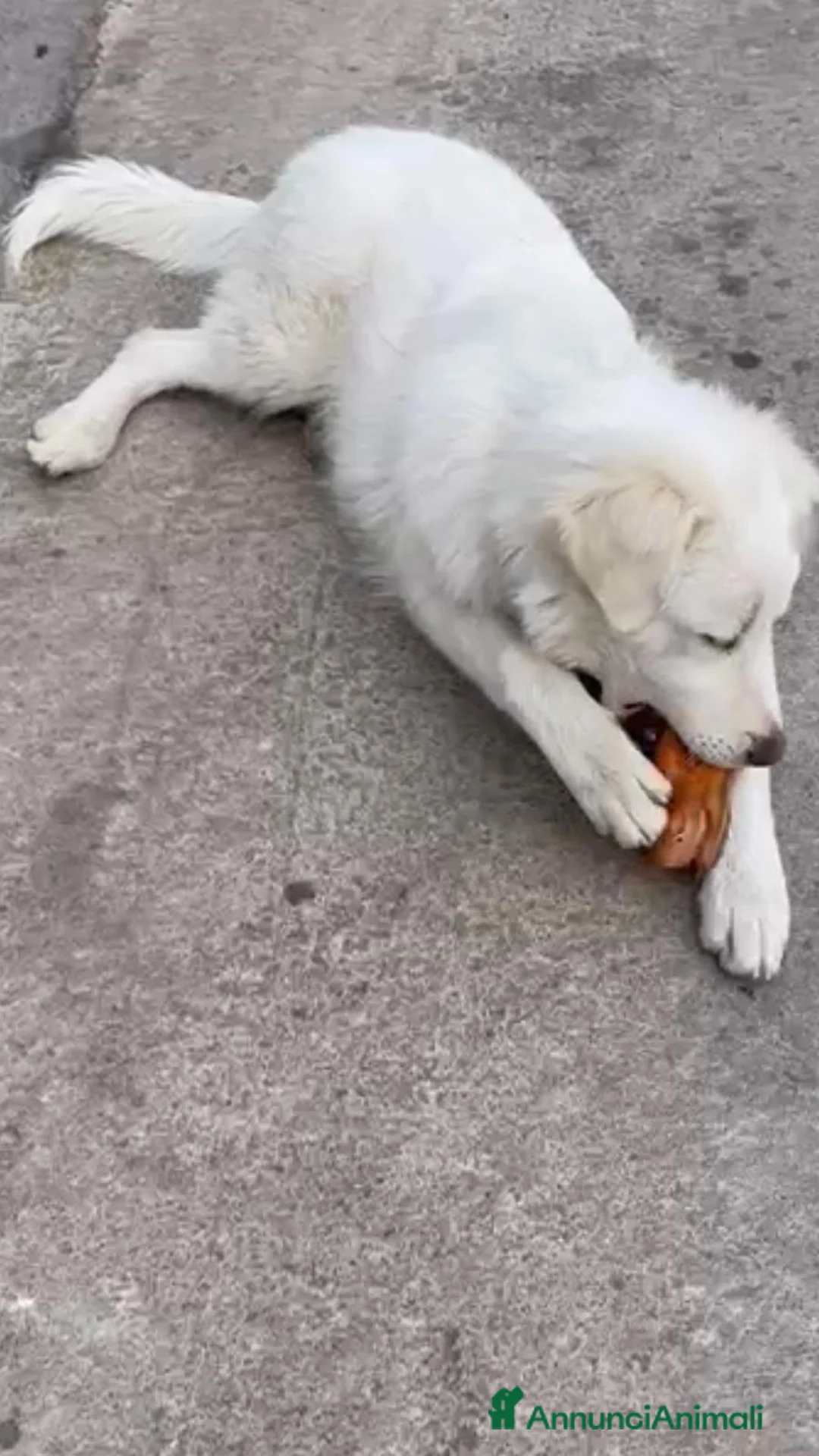 Pastore Abbruzzese Maremmano cani per accoppiamento: Pastore Abruzzese Maremmano disponibile per monta - Annuncio 2