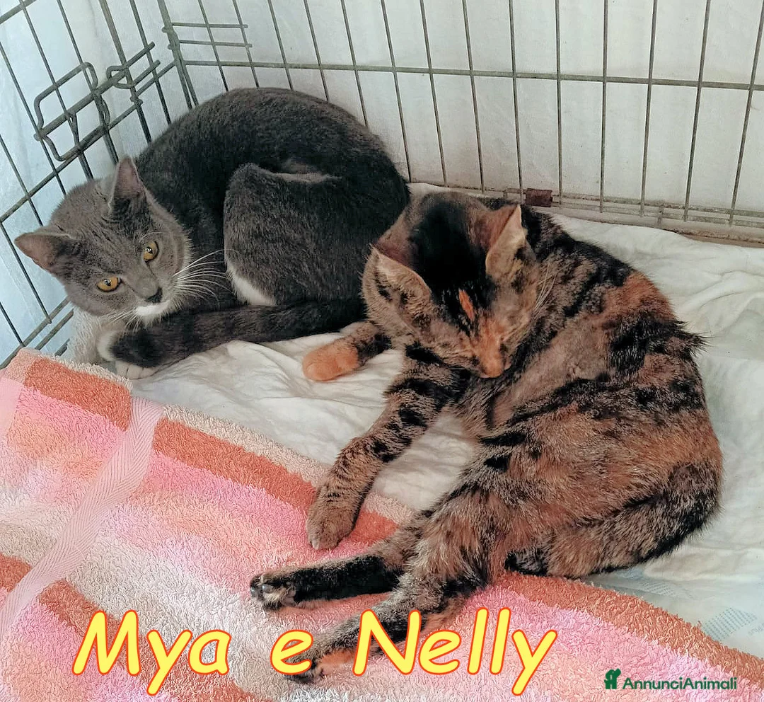 Europeo gatti in regalo: Mya e Nelly gattine buonissime - Annuncio 6