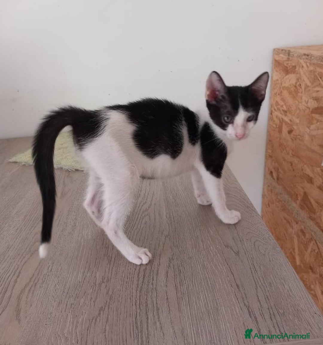 Europeo gatti in regalo: LUPIN, tenero gattino in adozione! - Annuncio 4