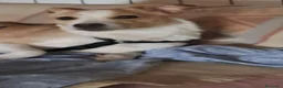 Meticcio cani in regalo: Lillina cerca casa - Annuncio 2