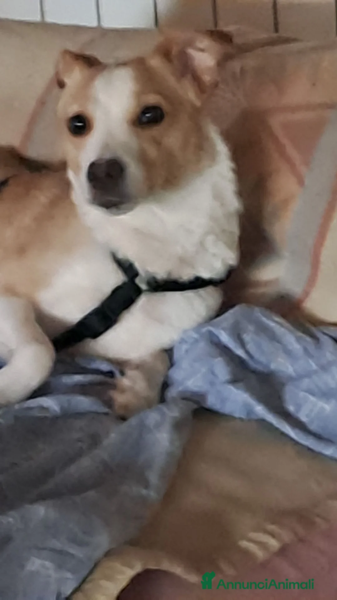 Meticcio cani in regalo: Lillina cerca casa - Annuncio 2